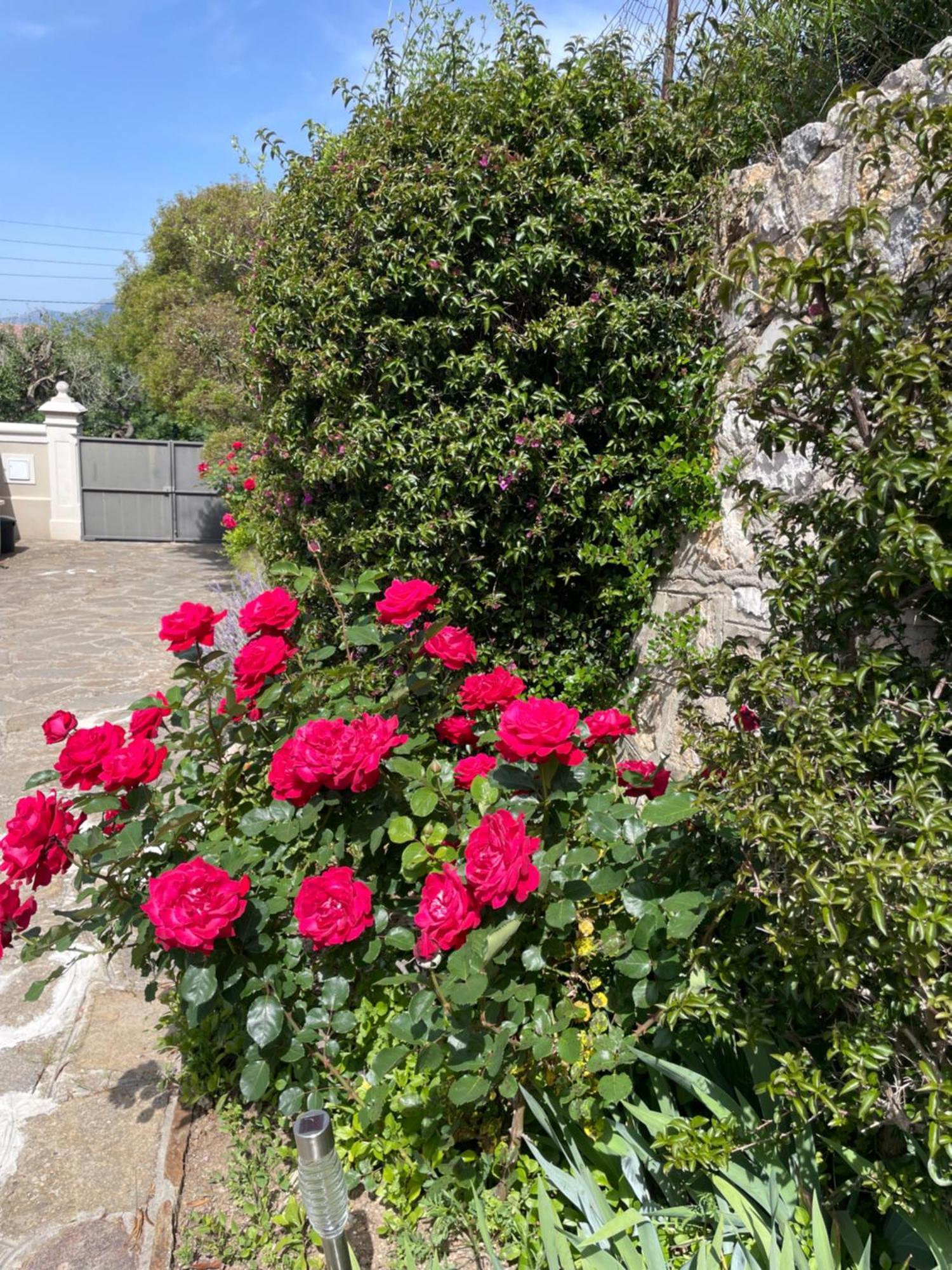 Les Trefles Apartment Hyeres Exterior photo